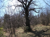 iammaro Lupo10042012 055